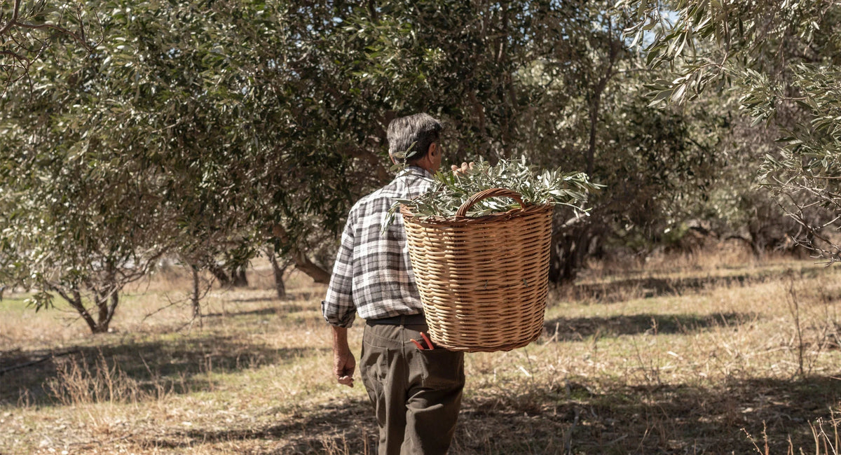 Seed to Skin and Back: Sustainable Farming