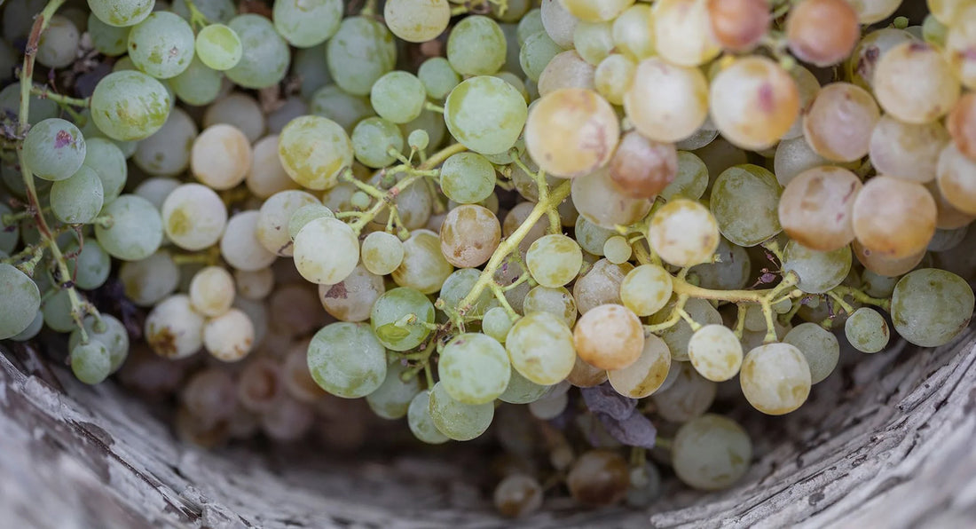 Nature's Skin Renewal Savior: The Santorini Grape