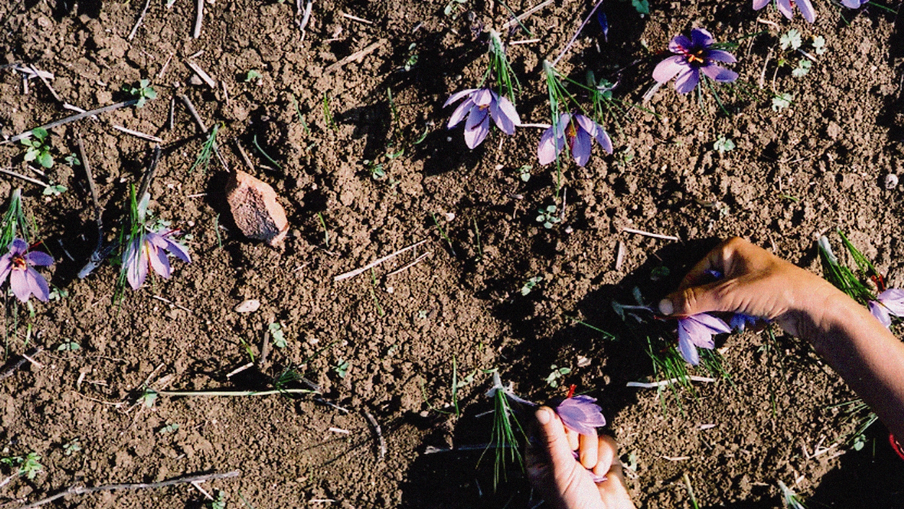 Soil Lab