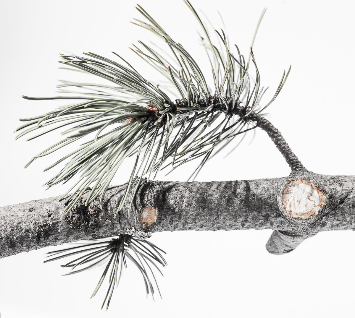 White Pine